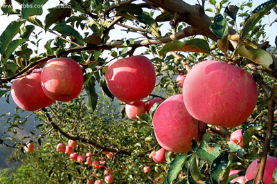 【西安三鎮(zhèn)】安吳堡、袁家村、茯茶鎮(zhèn)二日游