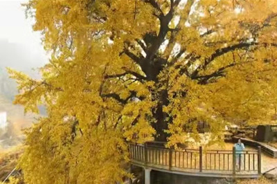 【十堰】古樹村、打卡網(wǎng)紅路賞秋1日游